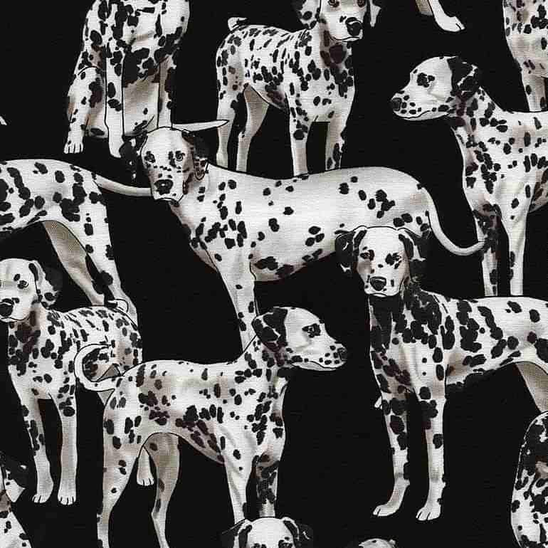 (Dalmatians/ Black)